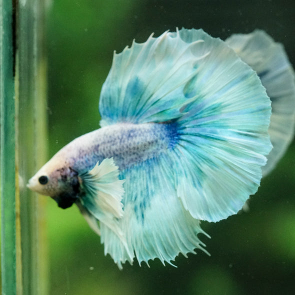 Dumbo Halfmoon - 12 weeks old