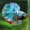 Galaxy/Candy Koi Halfmoon - 14 weeks old
