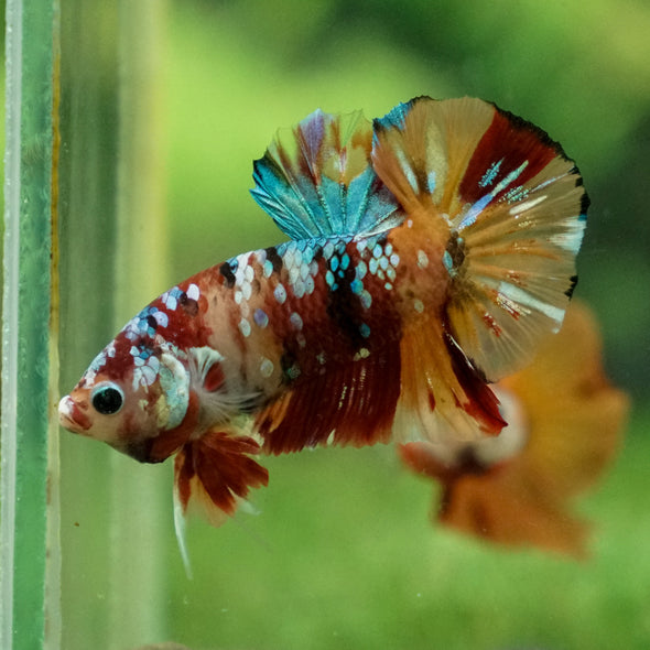 Multicolor/Galaxy Koi Plakat -13 weeks Old