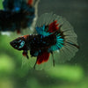 Black Base Galaxy Koi Halfmoon (Avatar) - 14 weeks old