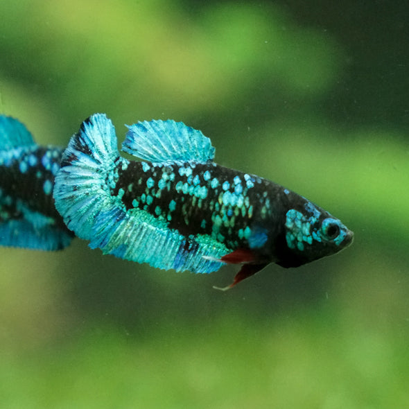 Black Galaxy Koi Plakat (Avatar) - Female- 13 Weeks Old