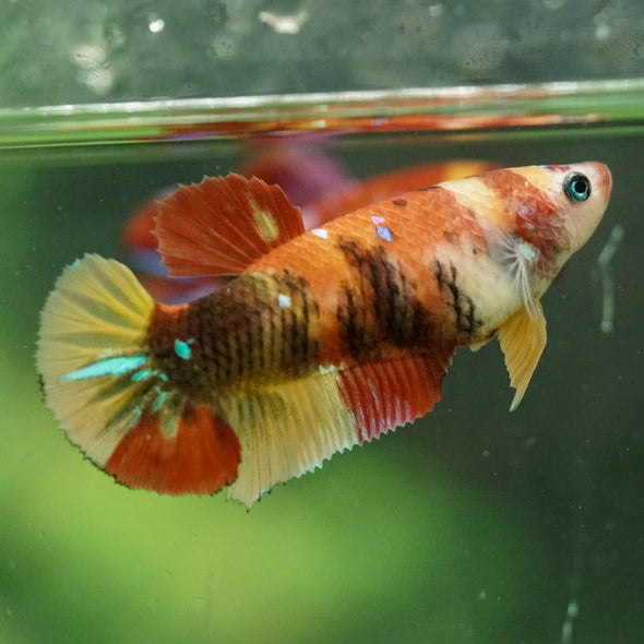 Multicolor/ Galaxy Koi Plakat- Female- 13 Weeks Old
