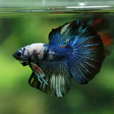 Candy/Galaxy Koi Halfmoon - 11 weeks old