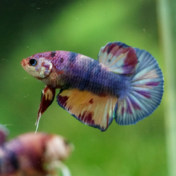 Multicolor/Galaxy Koi Plakat -11 weeks Old