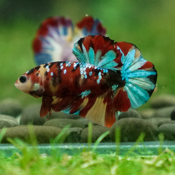 Multicolor/Galaxy Koi Plakat -13 weeks Old