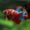 Multicolor/Galaxy Koi Plakat -16 weeks Old