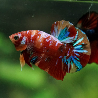 Multicolor/Galaxy Koi Plakat -16 weeks Old