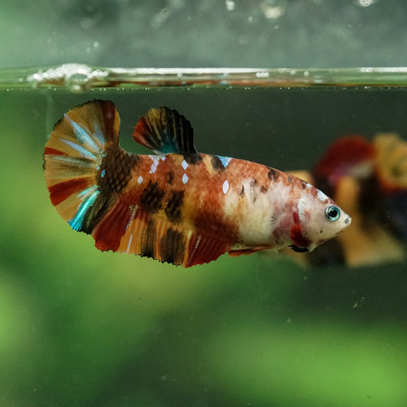 Multicolor/ Galaxy Koi Plakat- Female- 13 Weeks Old