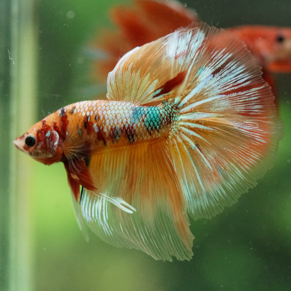 Galaxy/Candy Koi Halfmoon - 14 weeks old