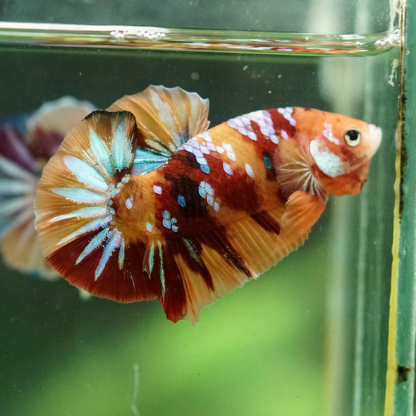 Multicolor/Galaxy Koi Plakat -14 weeks Old