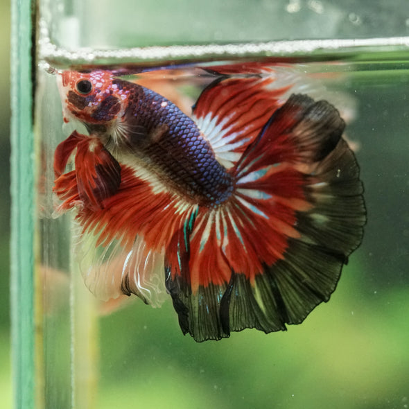Galaxy/Candy Koi Halfmoon - 14 weeks old
