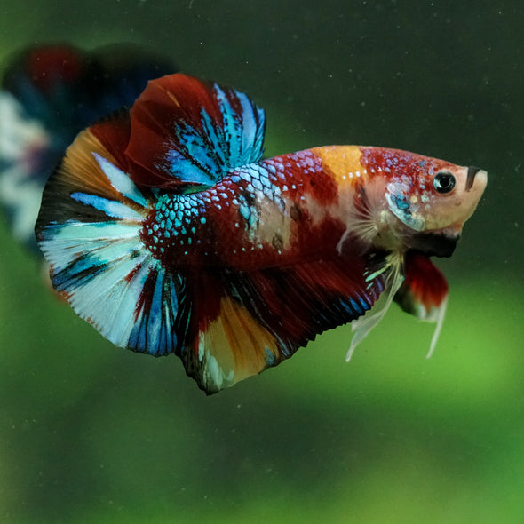Multicolor/Galaxy Koi Plakat -16 weeks Old