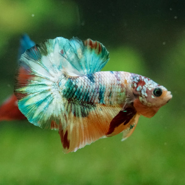 Multicolor/Galaxy Koi Plakat -16 weeks Old