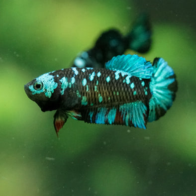 Black Galaxy Koi Plakat (Avatar) - Female- 13 Weeks Old