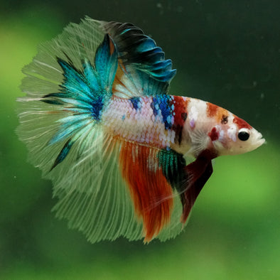 Galaxy/Candy Koi Halfmoon - 10 weeks old