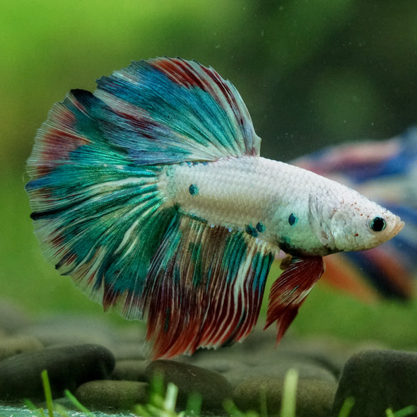 Galaxy/Candy Koi Halfmoon - 14 weeks old