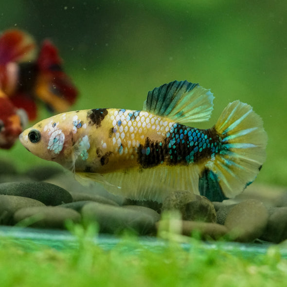 Multicolor/ Galaxy Koi Plakat- Female- 13 Weeks Old