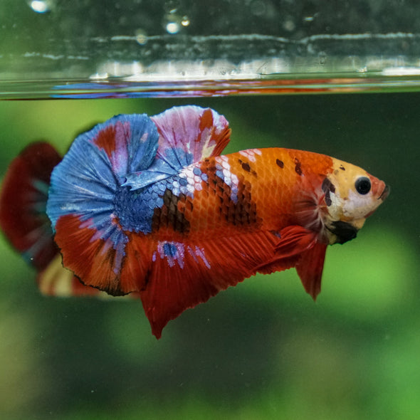 Multicolor/Galaxy Koi Plakat -16 weeks Old