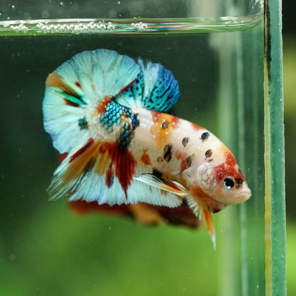 Multicolor/Galaxy Koi Plakat -16 weeks Old