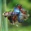 Galaxy/Candy Koi Halfmoon - 14 weeks old