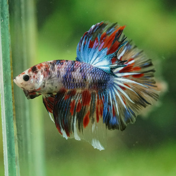 Galaxy/Candy Koi Halfmoon - 14 weeks old