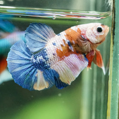 Multicolor/Galaxy Koi Plakat -16 weeks Old
