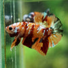 Multicolor/Galaxy Koi Plakat -16 weeks Old