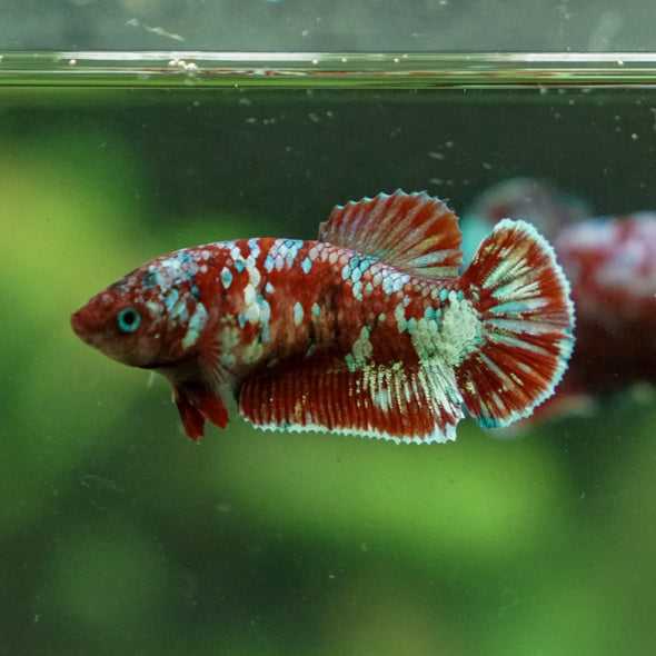 Multicolor/ Galaxy Koi Plakat - Female- 13 Weeks Old