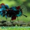 Black Base Galaxy Koi Halfmoon (Avatar) - 14 weeks old