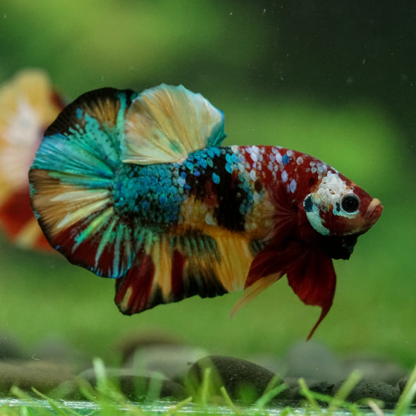 Multicolor/Galaxy Koi Plakat -16 weeks Old