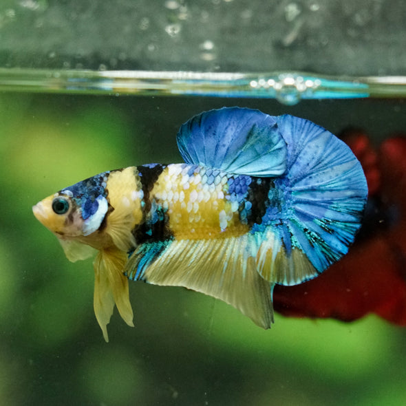 Multicolor/Galaxy Koi Plakat -16 weeks Old