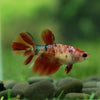 Multicolor/ Galaxy Koi Halfmoon - Female- 13 Weeks Old