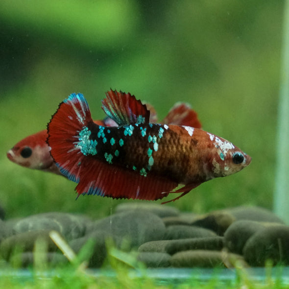 Multicolor/ Galaxy Koi Plakat- Female- 13 Weeks Old