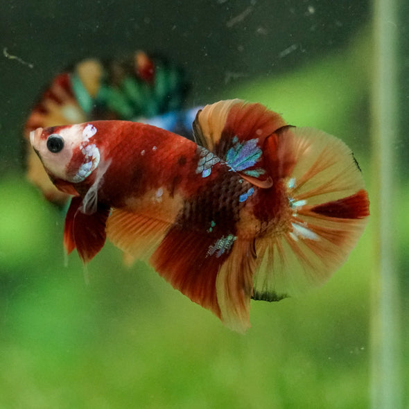Multicolor/Galaxy Koi Plakat -16 weeks Old