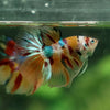 Galaxy Koi Halfmoon - 13 weeks old