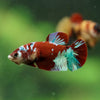 Multicolor/ Galaxy Koi Plakat- Female- 13 Weeks Old
