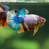 Multicolor/Galaxy Koi Plakat -16 weeks Old