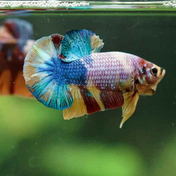Multicolor/Galaxy Koi Plakat -16 weeks Old