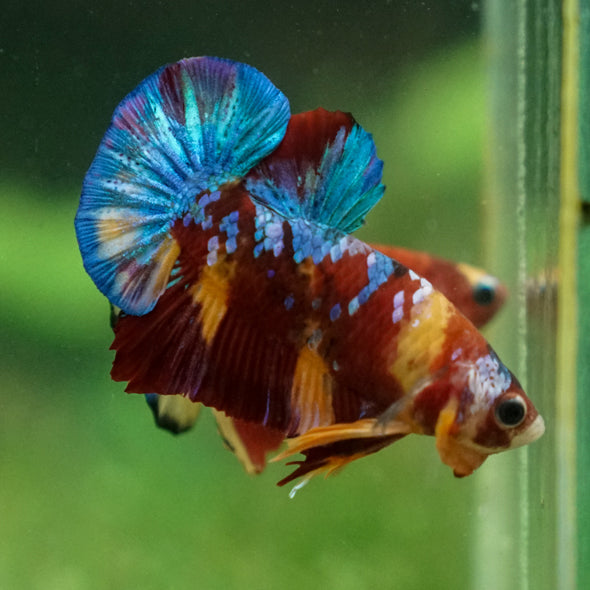 Multicolor/Galaxy Koi Plakat -13 weeks Old