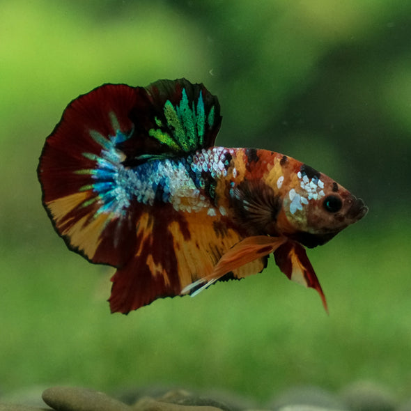 Multicolor/Galaxy Koi Plakat -13 weeks Old