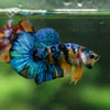 Multicolor/Galaxy Koi Plakat -16 weeks Old