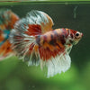 Galaxy/Candy Koi Halfmoon - 14 weeks old