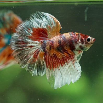 Galaxy/Candy Koi Halfmoon - 14 weeks old