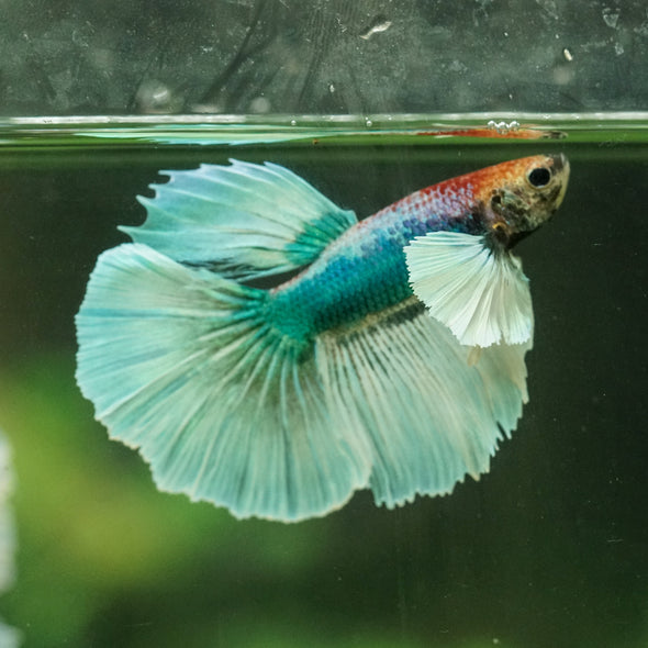 Dumbo Halfmoon - 11 weeks old