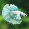 Dumbo Halfmoon - 14 weeks old