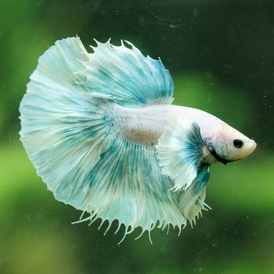 Dumbo Halfmoon - 14 weeks old