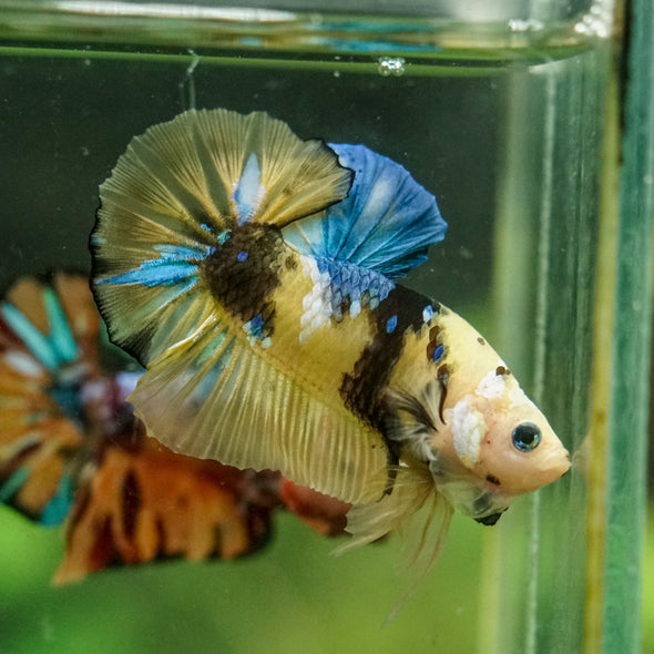 Multicolor/Galaxy Koi Plakat -16 weeks Old