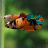 Multicolor/ Galaxy Koi Plakat- Female- 13 Weeks Old