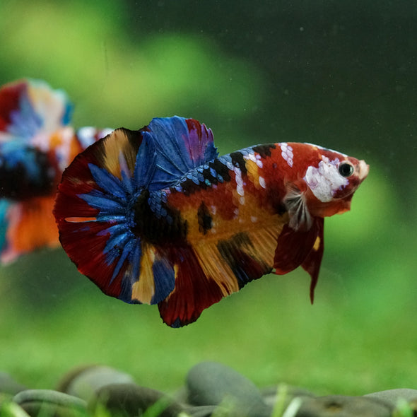 Multicolor/Galaxy Koi Plakat -16 weeks Old