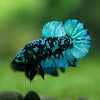 Black Koi Galaxy Plakat (Avatar) -10 weeks Old